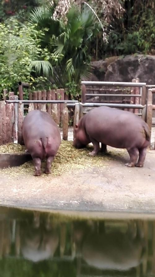 想出名的河马定价38元(河马什么品牌)