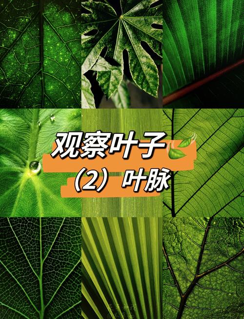 人工树叶原理视频(人造树叶原理)