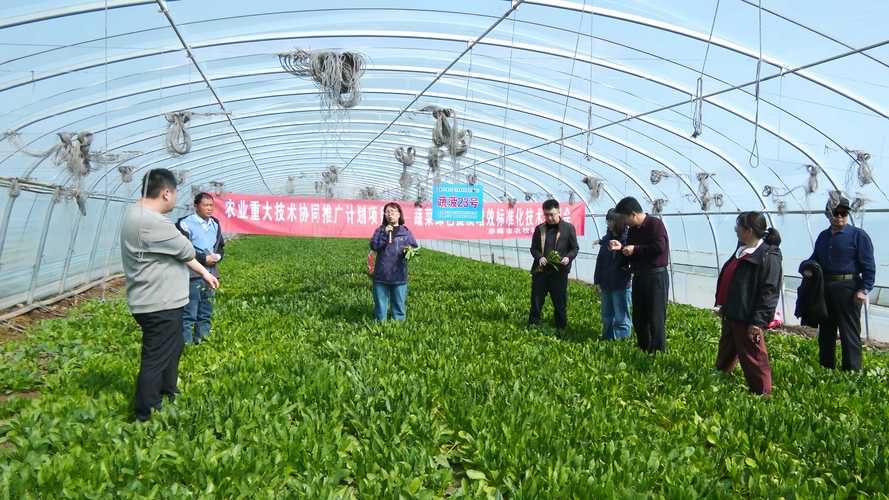 大棚种植技术与管理(大棚种植技术与管理培训内容)