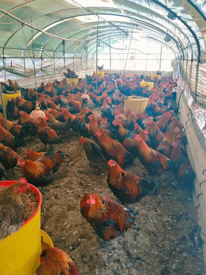 农村养殖项目（农村养殖项目有哪些）