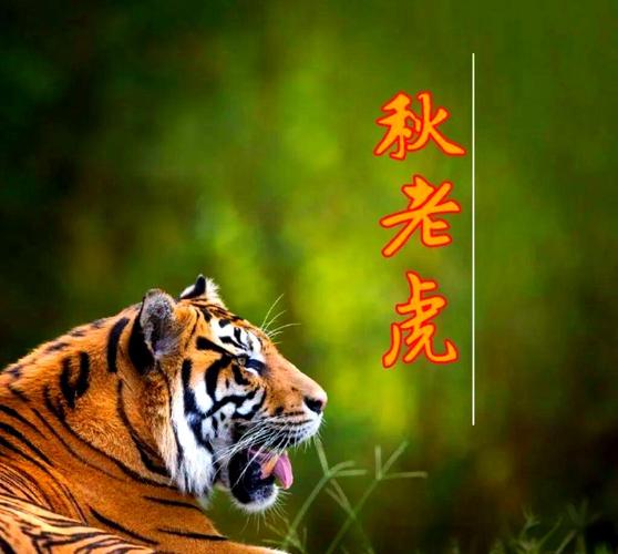 秋老虎是哪个节气的别称（秋老虎是指哪个节气）